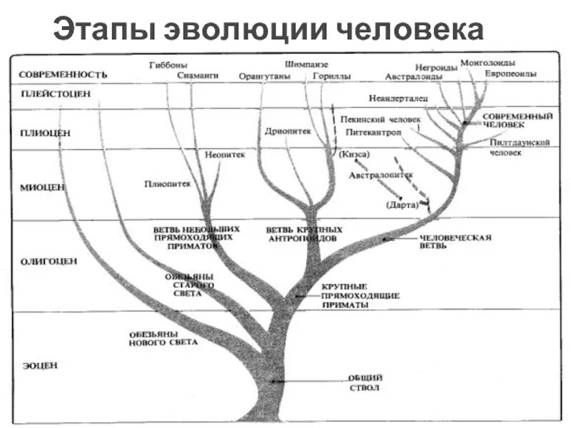 Эволюция человека генеалогическое Древо человека. Эволюционное Древо приматов и человека. Эволюционное Древо человека Дробышевский. Филогенетическое Древо происхождения человека. Древо часть 2