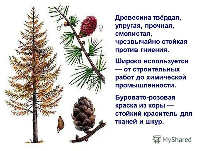 Высота кедра сибирского. Класс хвойных растений. Ель сосна пихта лиственница. К голосеменным растениям относятся. Сосна сибирская кедровая высота.