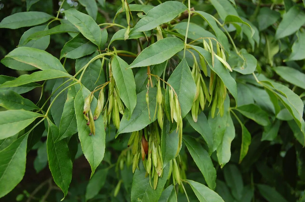 Эхо ясен. Ясень пенсильванский плод. Ясень обыкновенный Fraxinus Excelsior. Ясень пенсильванский лист. Ясень ланцетный листья.