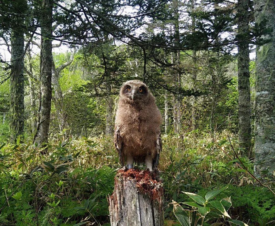 заповедники владимирской области муромский заповедник. что можно в заповеднике. сбор грибов и ягод запрещен.