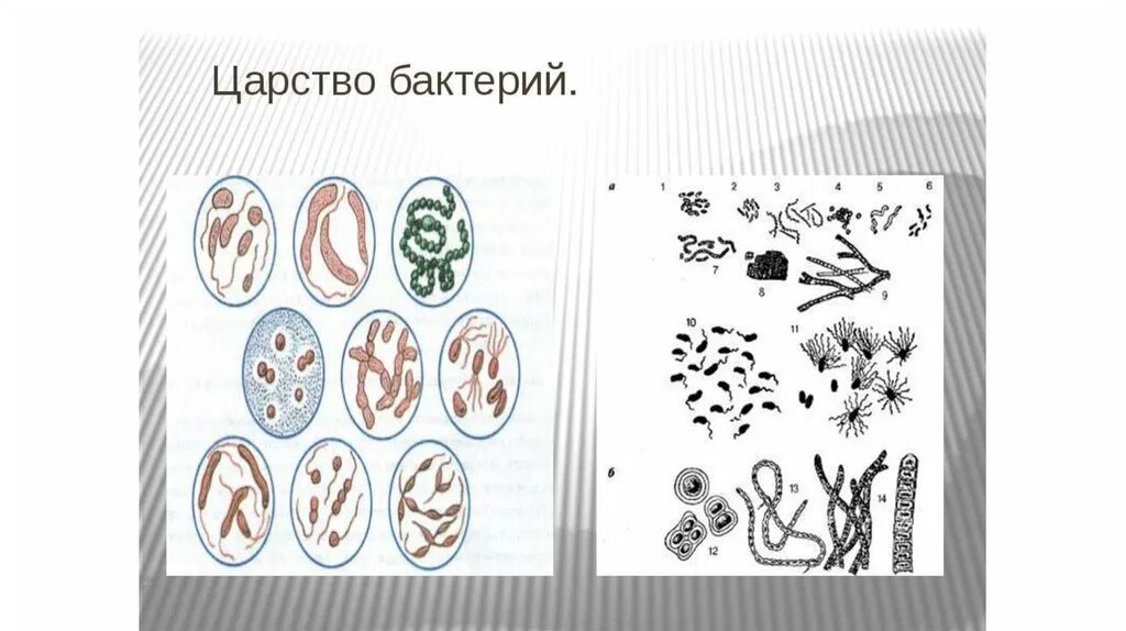 Три примера царства бактерий. Царство бактерий 5 класс. Царство бактерий 3 класс. Царство бактерий 2 класс. Царство бактерий 5 класс биология.