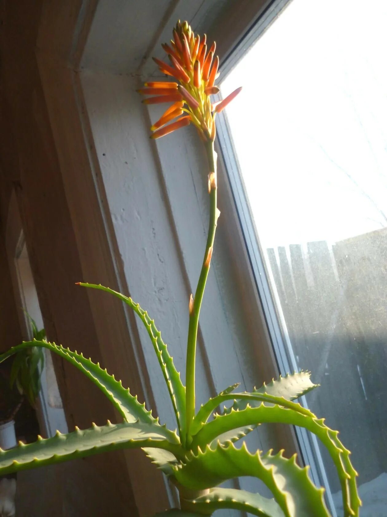 Aloe-emodina efficace contro il cancro. Le ricerche della dott.ssa Pecere Aloe, 