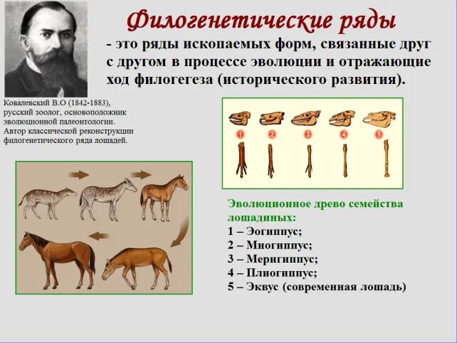 Методы изучения филогенеза. Филогенетические доказательства эволюции. Филогенетические ряды это доказательства эволюции. Эволюция филогенетический ряд лошади. Филогенетический ряд лошади доказательства эволюции.