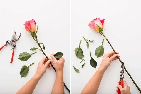Как продлить жизнь розам в букете