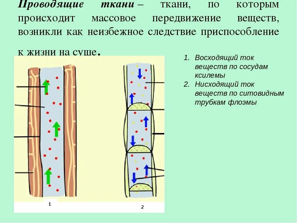 Что происходит в тканях