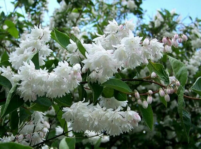 Белые кусты цветут в мае. Дейция белоснежная кустарник. Кустарник дейция белая. Куст дейция белая. Дейция пурпурная (Deutzia) 'Kalmiiflora'.