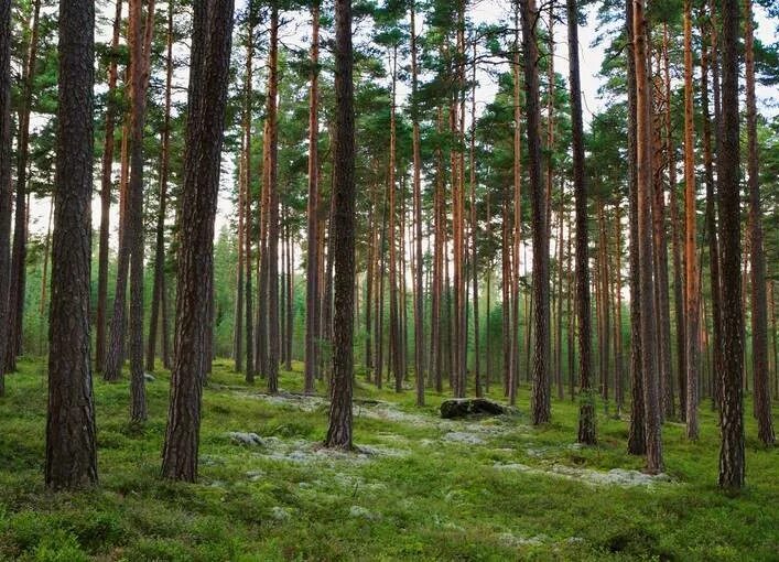 Деревья в лесу. Земля леса. Лес нью форест. Леса свердловской области. Середневский лес.