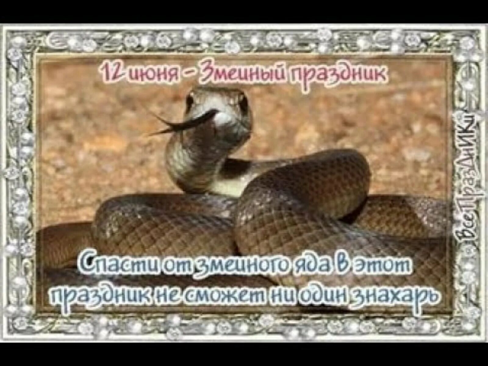 Змеиный праздник 12 июня. День змеи.