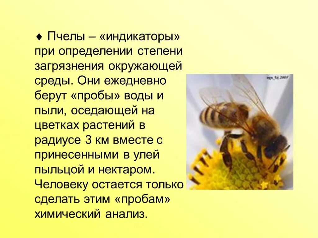 Текст про пчел. Информация о пчелах. Доклад на тему пчелы. Окружающий мир пчелы. Доклад о пчелах.