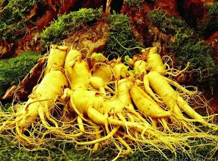 Корень жизни растение