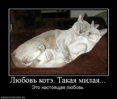 Про кота и про любовь