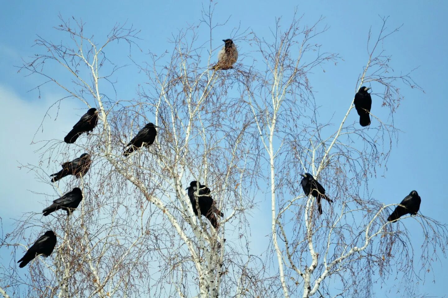 Крик птиц весной. Много грачей. Птицы прилетели. Стая грачей на дереве. Вороны на верхушках деревьев.