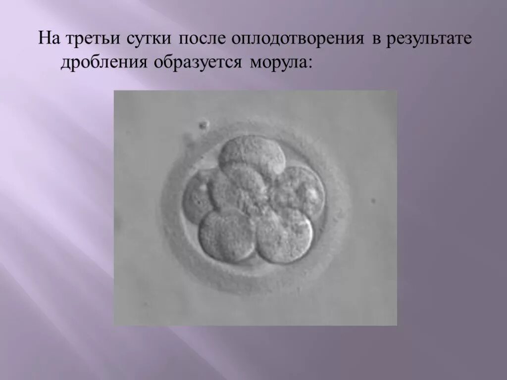 После оплодотворения яйцеклетки и первых. После оплодотворения образуется. Оплодотворение и развитие плодного яйца. Стадии развития плодного яйца Акушерство. На 4 сутки после оплодотворения в результате дробления образуется.