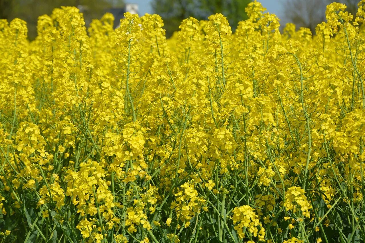 Рыжика посевного (Camelina Sativa),. Camelina Рыжик. Рыжик масличная культура. Сурепка масличная.