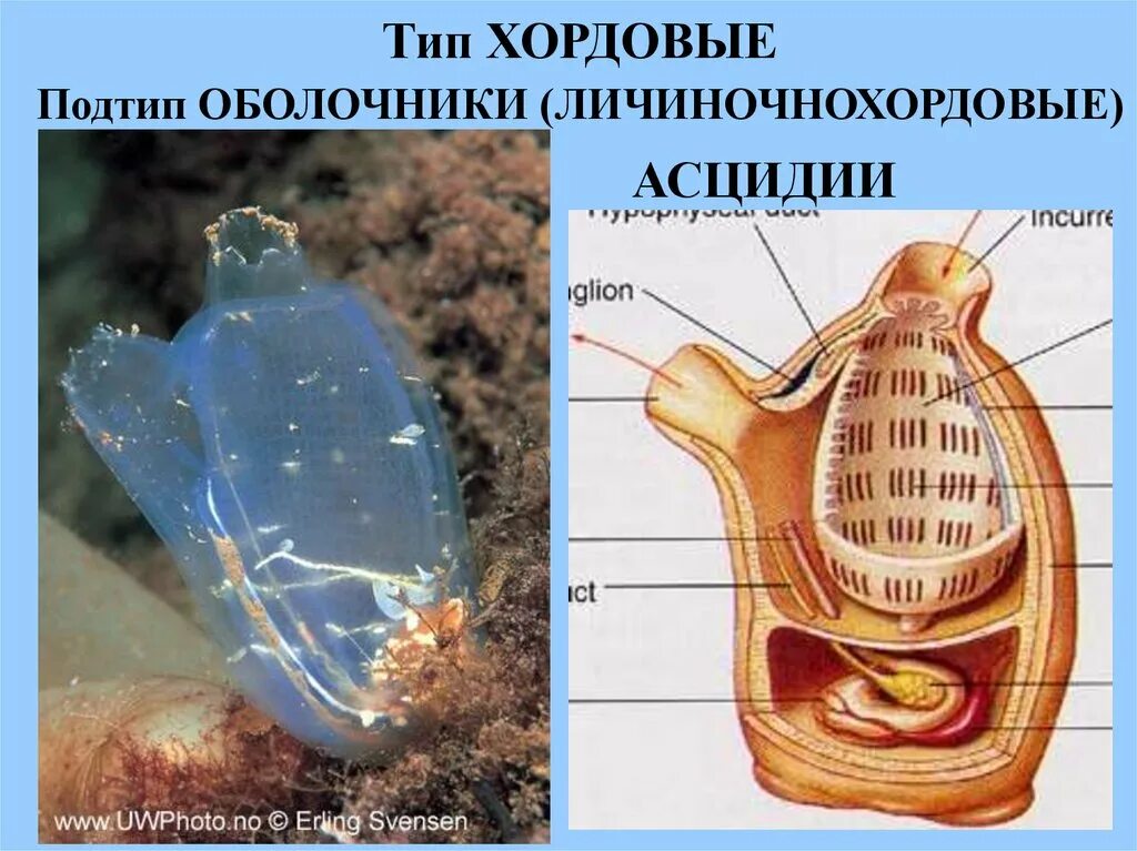 Образ жизни асцидии. Подтип личиночнохордовые строение. представители оболочников хордовых. оболочники асцидии. личиночнохордовые асцидии.