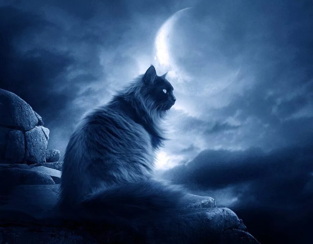 Cat on the moon Cat illustration, Cats, Animal totems