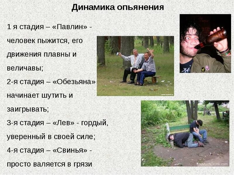 Чувства пьяного человека. Стадии опьянения. Стадии алкогольного опьянения животные. Стадии алкогольного опьянения юмор. Степени опьянения шуточные.