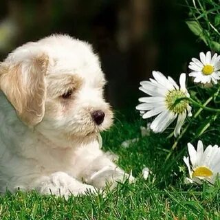 Любимые животные в цветах