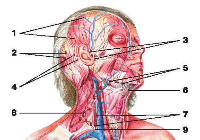 Шейные лимфоузлы слева. Дискомфорт в шее с левой стороны. Лимфатические узлы в горле. Болит шея с левой сторо.