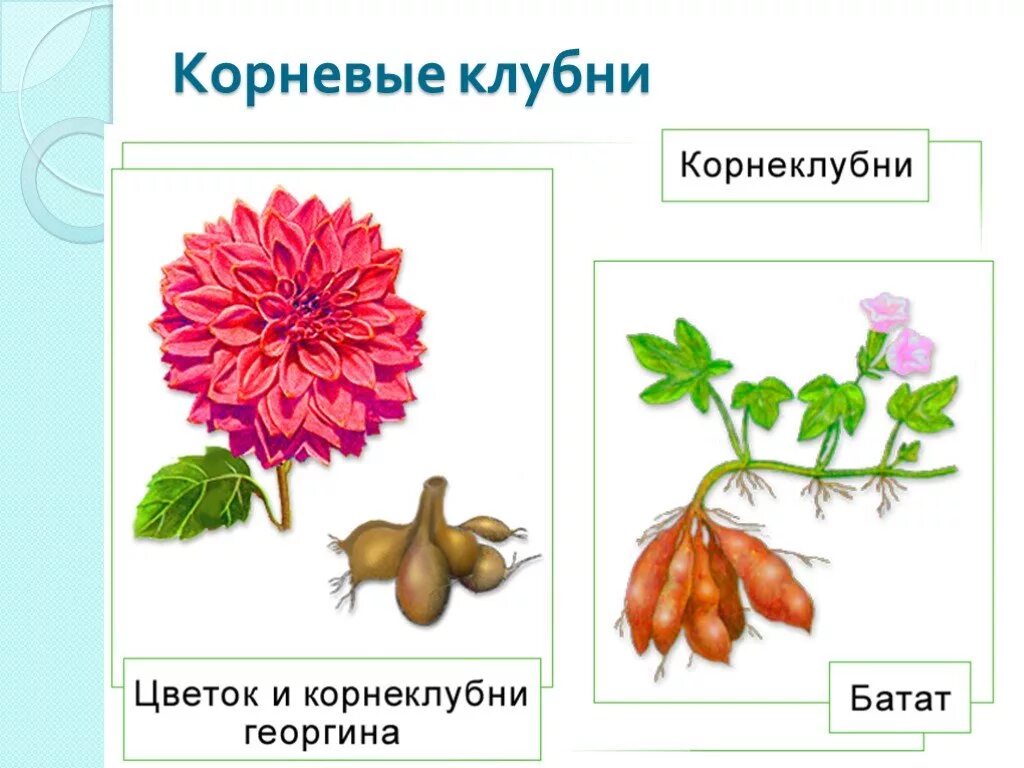 Видоизмененные корни клубеньки. Георгин корневые клубни. Георгин корни клубни. Корнеплоды и корнеклубни.