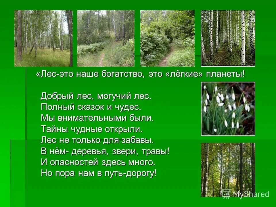 презентация на тему лес. песня добрый добрый добрый лес пахнет земляникой. ноты песни добрый лес. добрый лес текст. стихи о лесах.