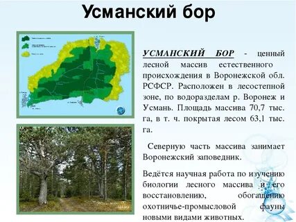 Где находится лесное