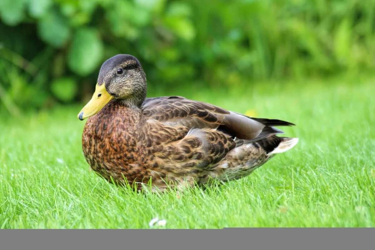 Duck bird
