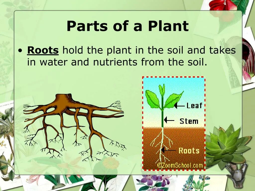 NFT презентация. Parts of a Plant. Plant 3 формы. The Plant is по русски. Planting the roots
