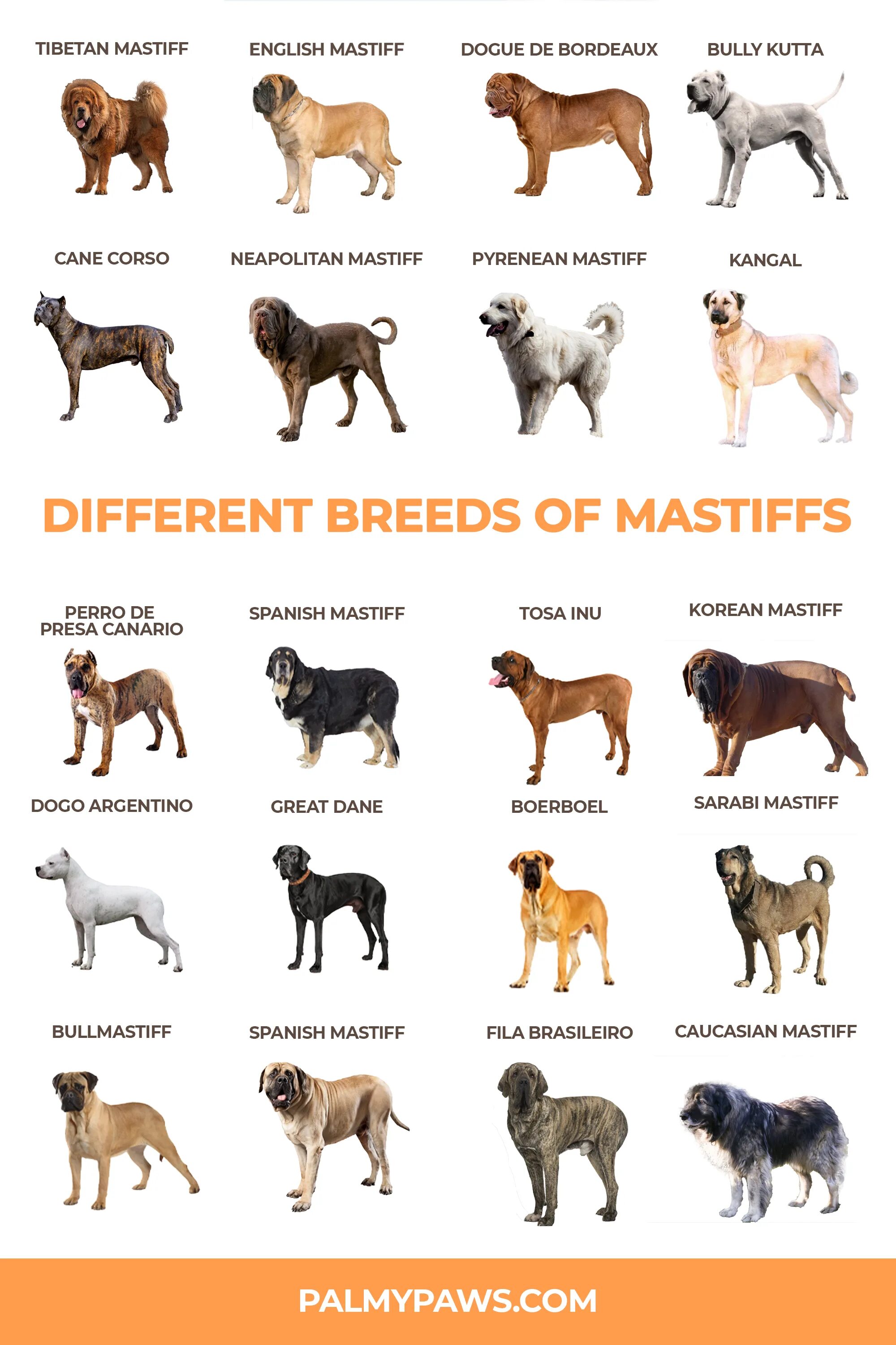 Список больших собак. Крупные породы собак. Собаки больших пород. Породы собак с фотографиями и названиями крупных. Крупные собаки название.