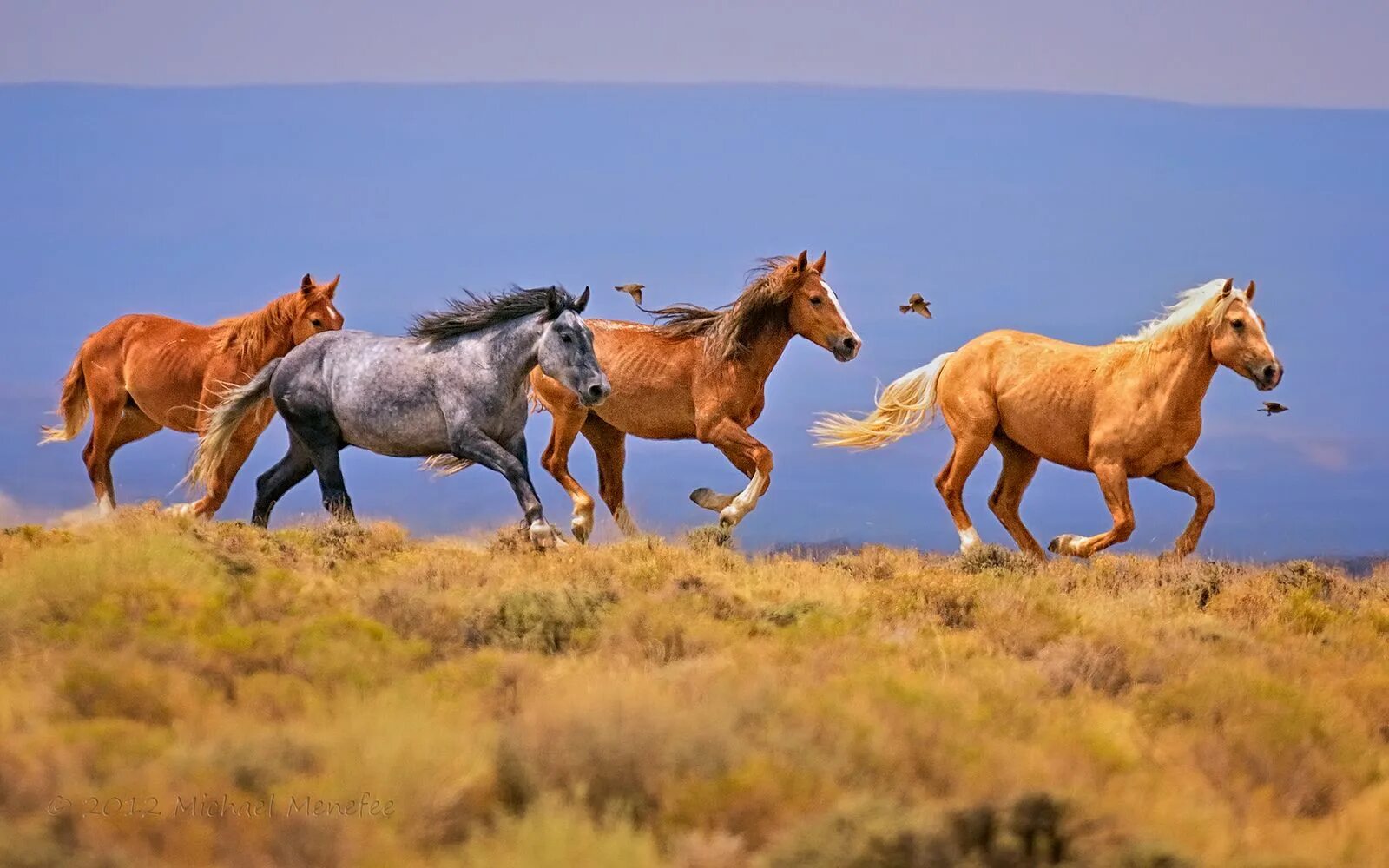 Horses Mammal Fighting - Free photo on Pixabay Horses, Mammals, Animals