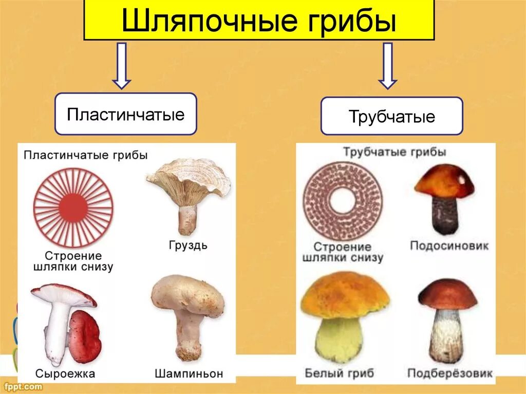 Шляпочные грибы трубчатые и пластинчатые. Строение трубчатых и пластинчатых грибов рисунки. Пластинчатые и трубчатые грибы строение. Шляпочные грибы пластинчатые грибы. Строение пластинчатых грибов