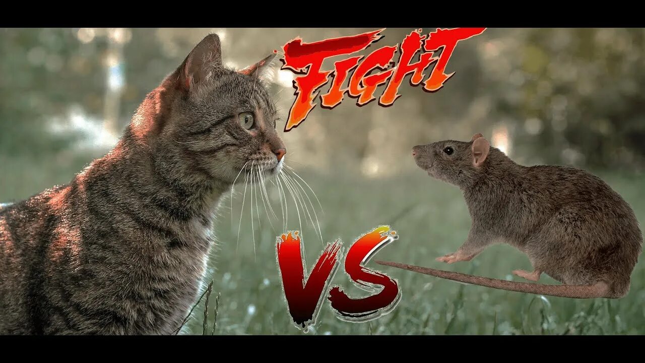 Коты против мышей. Кэт версус кот. Cat vs Mouse. Бенгальская кошка против мыши.