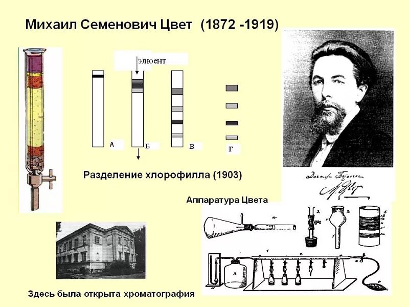 Впервые значение хлорофилла установил русский ученый