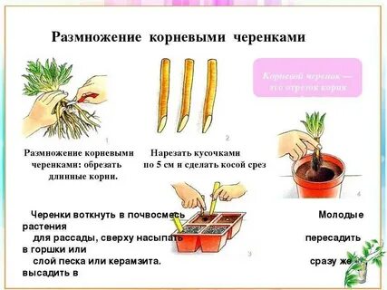 Укоренение вегетативных черенков