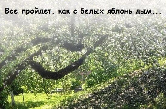 Все пройдет как с яблонь дым. Всё проходит как с белых яблонь дым. всё пройдёт как с белых яблонь дым картинки. картинка любовь прошла как с белых яблонь дым. как с белых яблонь дым.