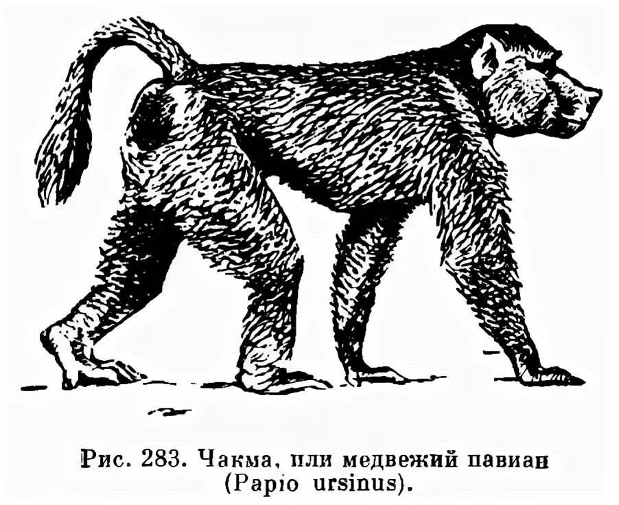 Павиан в саванне. Хохлатый павиан. Обезьяна медвежий павиан. Обезьяна медвежий павиан. Павиан анатомия.