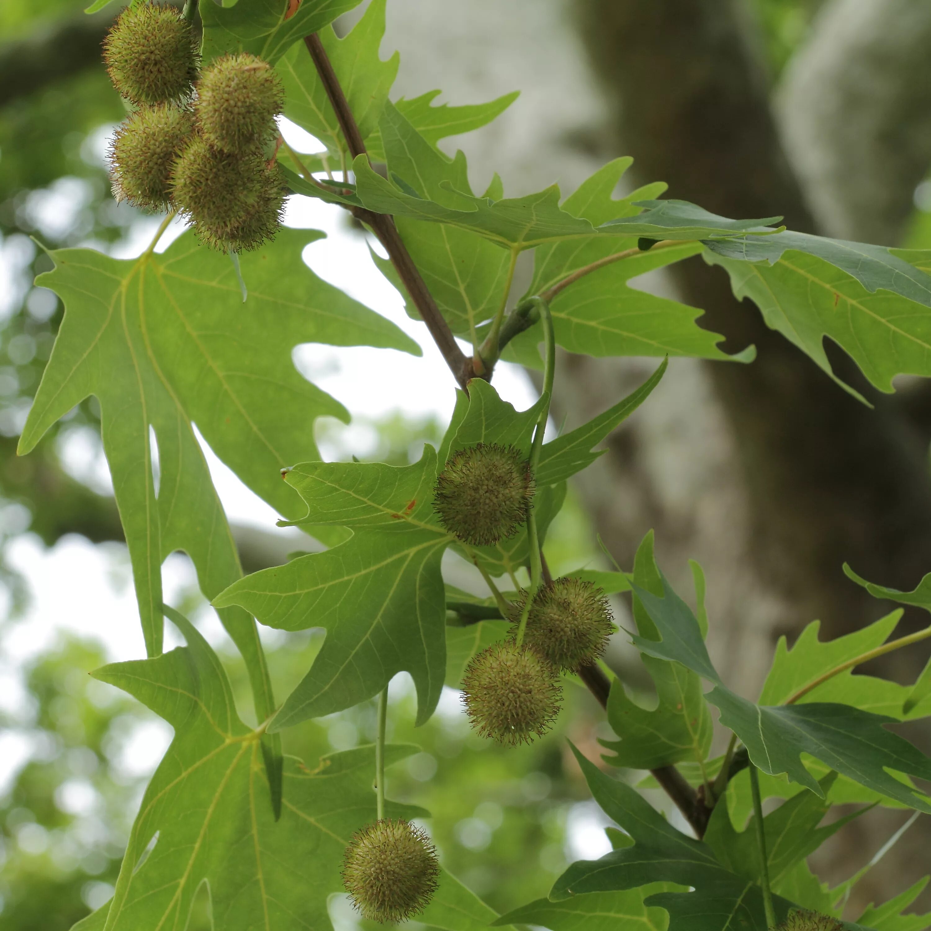 Что такое чинара. Платан Восточный Platanus. Платан Восточный (Чинара) Platanus orientalis. Platanus orientalis дерево. Платан Чинара дерево.