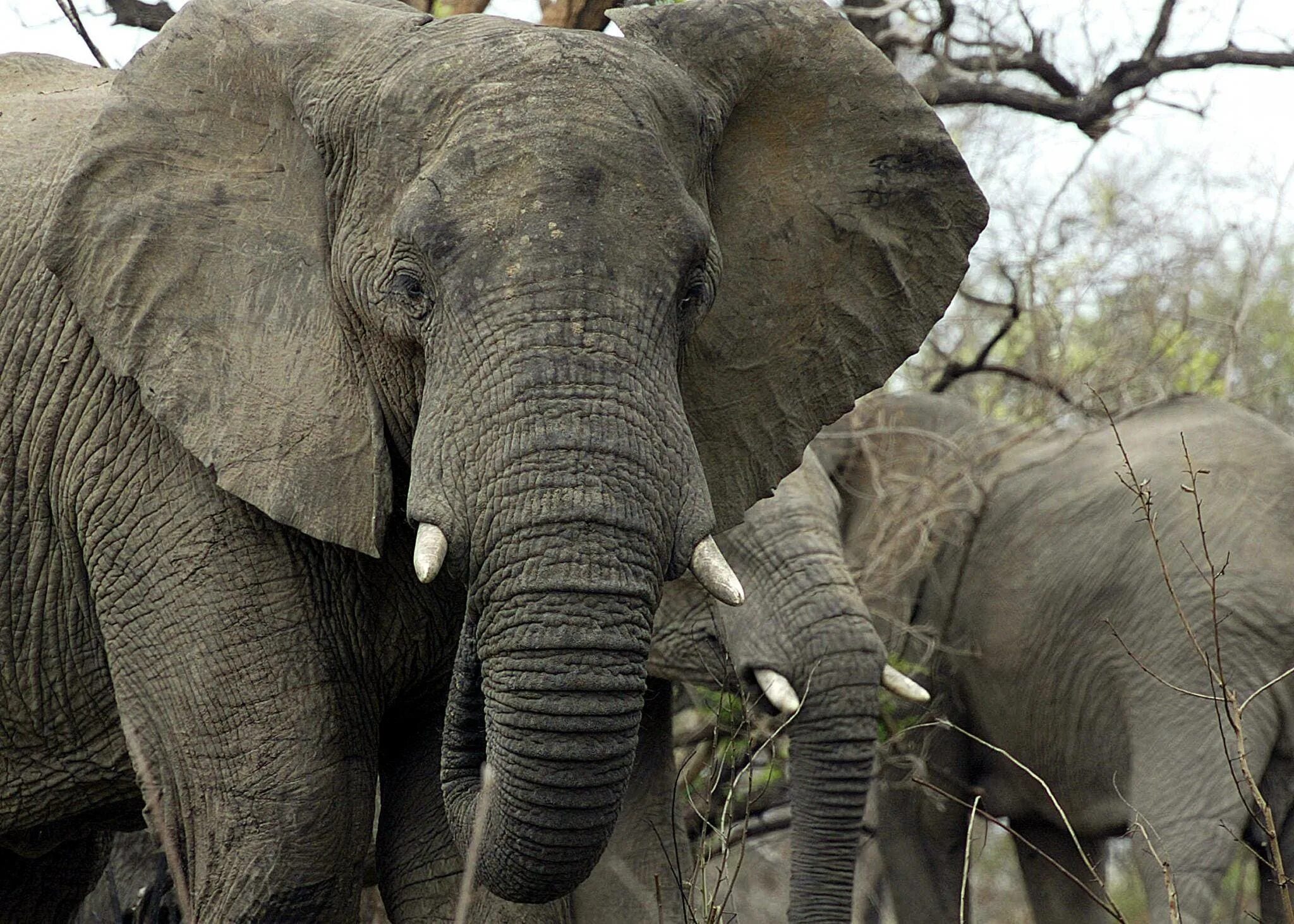 Всемирный день слонов. Сланы. Elephant9. Большие акаменелшыйе Сланы. Elephants are big cats