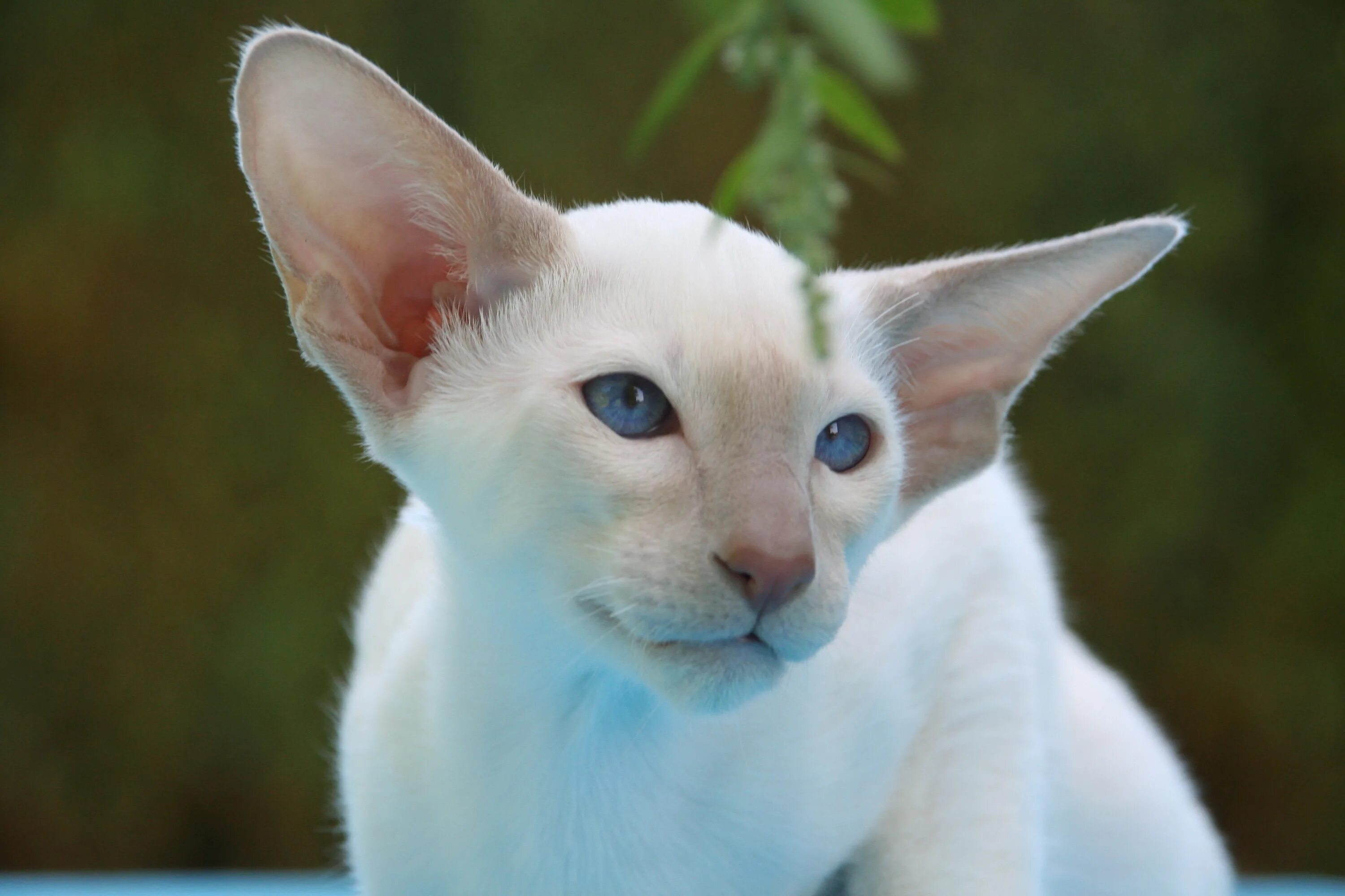 Породы котов с голубыми глазами. Ориентальный кот. Кошки-Балинез, Ориентал, рекс, Петерболд. Ориентальная Балинезийская кошка. Ориентальная Балинезийская Сиамская.