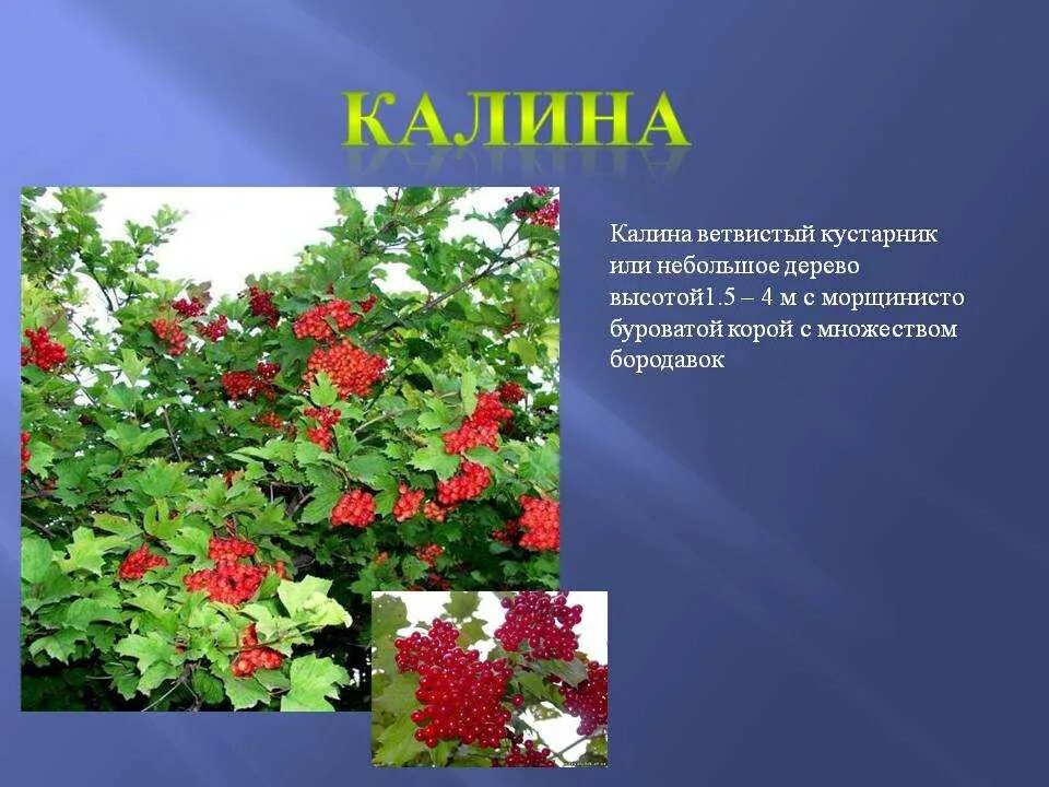 Куст сирени куприн любовь. Черемуха это дерево или кустарник. Сиреневый куст куприн. Сиреневый куст куприн. Рассказ про куст.
