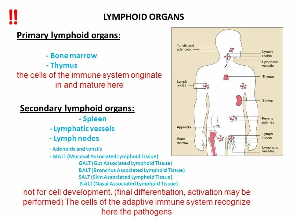 Organs of the immune System. Lymphoid Organs. Иммунная система на английском. Malt система иммунология.