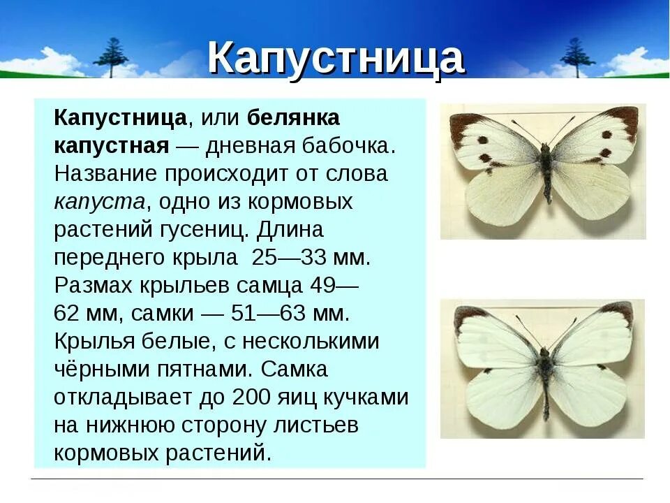 Какой вред бабочек. Капустница Белянка. Бабочка капустница описание. Капустная Белянка (капустница). Бабочка Белянка капустница.