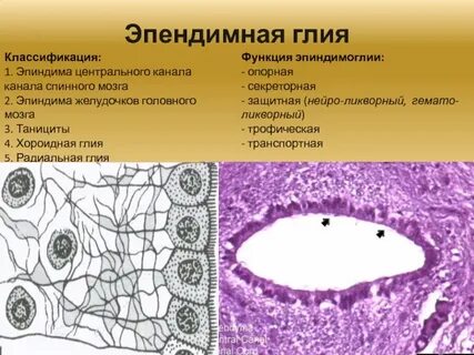 Функциональная ткань