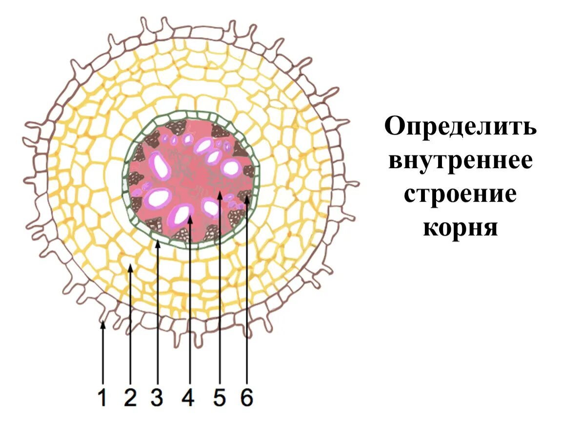 Рисунок внутреннего строения корня. Внутреннее строение корня. Внутреннее строение корня рисунок. Клеточное строение корня. Поперечный срез корня.