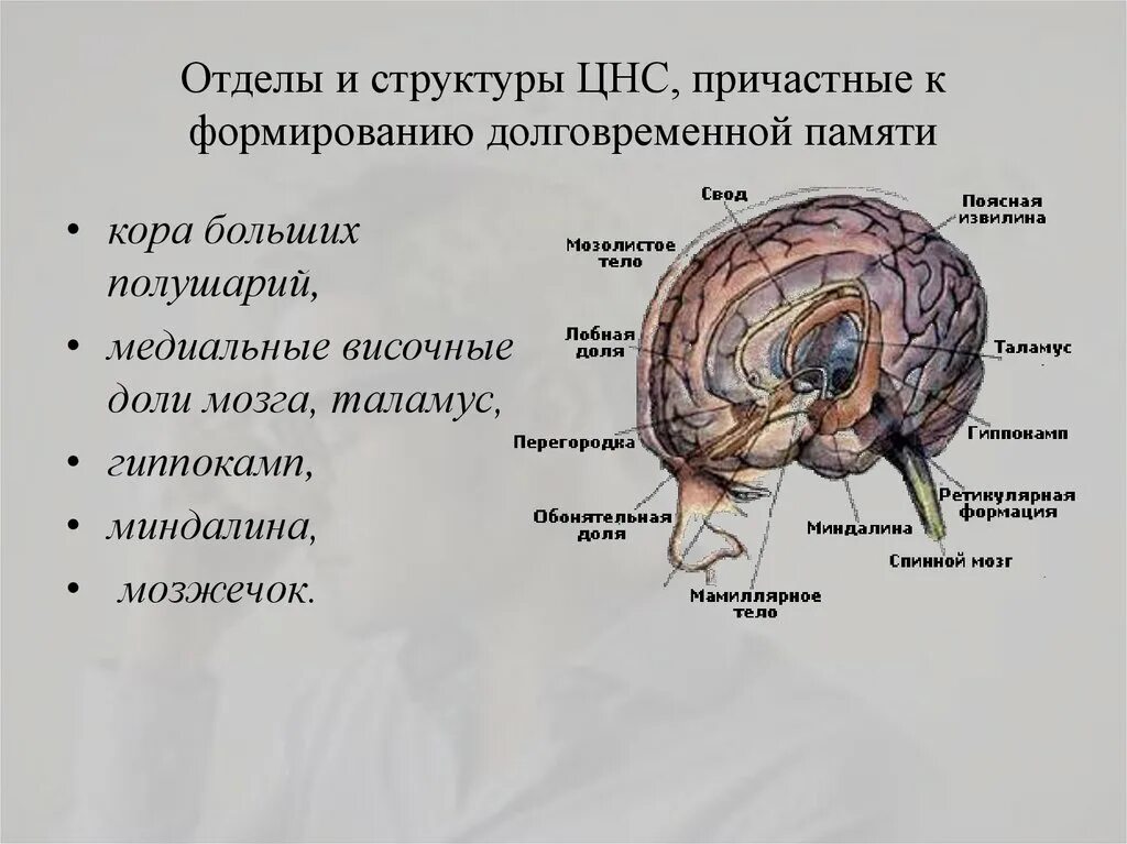 Структуры отвечающие за память. Структура мозга обеспечивающая кратковременную память. Нейрофизиологические механизмы восприятия памяти внимания. Отделы головного мозга по памяти.