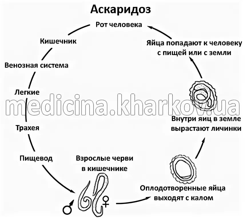 Частый аскаридоз