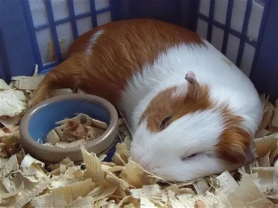 Как спят морские свинки фото Sleepy Muffin The Guinea Pig Getting Her Head Scratched YouTube