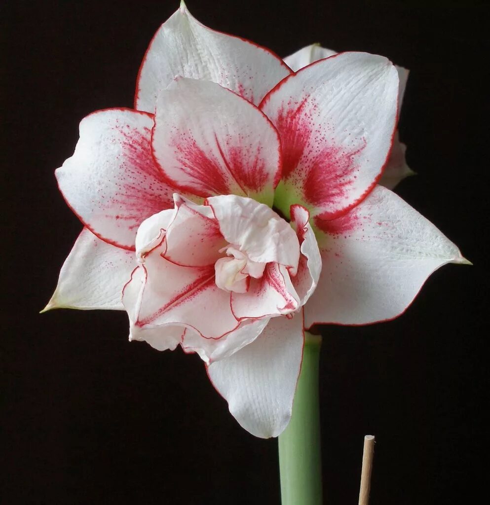 Амариллис альфреско. Гиппеаструм гиппеаструм. Цветок гиппеаструм амариллис. Гиперастримус. Лилия гиппеаструм.