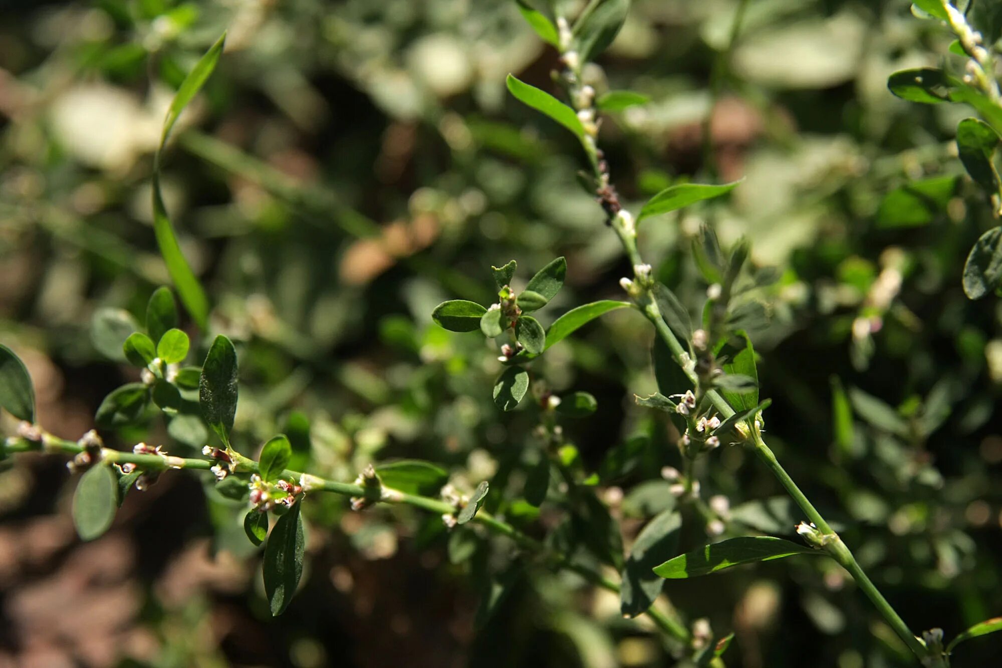 Горец птичий спорыш. Спорыш (Горец птичий) трава. Горец птичий (Polygonum aviculare). Горец спорыш трава.