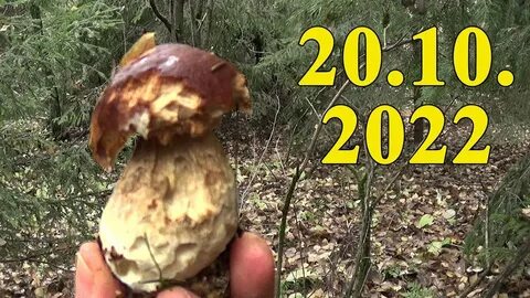Есть ли грибы в мурманске сейчас 2024
